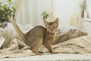 Abyssinian Prints: 13132344
