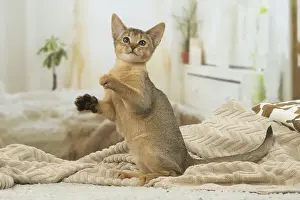 Abyssinian Prints: 13132345
