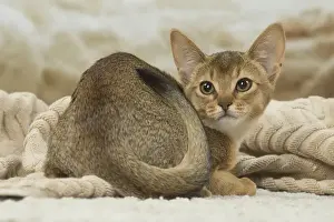 Abyssinian Prints: 13132348