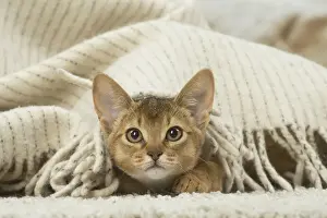 Abyssinian Prints: 13132349