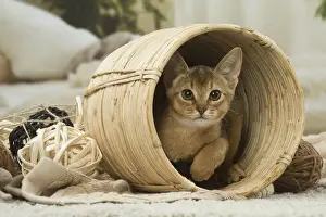 Abyssinian Prints: 13132350