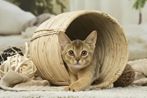 Abyssinian Prints: 13132351