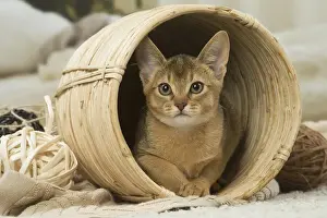 Abyssinian Prints: 13132352