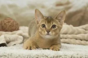 Abyssinian Prints: 13132355