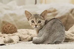 Abyssinian Prints: 13132356