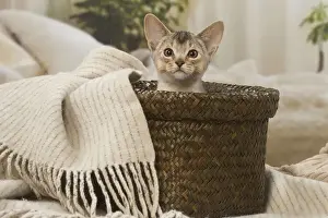 Abyssinian Prints: 13132361