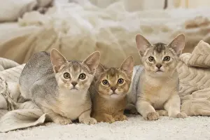 Abyssinian Prints: 13132365