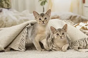 Abyssinian Prints: 13132367