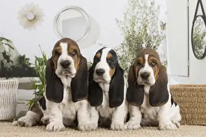 Basset Prints: 13132417