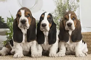 Basset Prints: 13132418