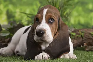 Basset Prints: 13132419
