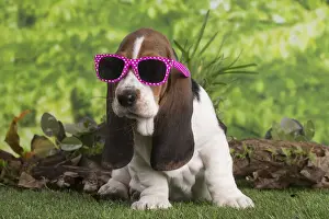 Basset Prints: 13132422