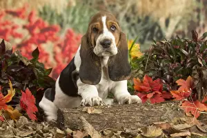Basset Prints: 13132426