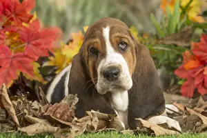 Basset Prints: 13132430