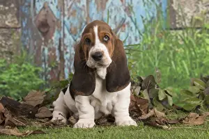 Basset Prints: 13132432