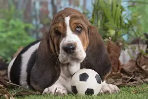 Basset Prints: 13132433
