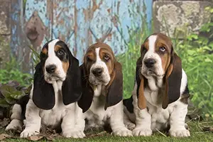 Basset Prints: 13132438