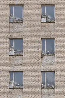 Windows Prints: 13132646