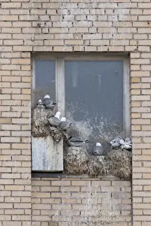 Windows Prints: 13132647