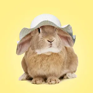 Bonnets Prints: 13132676
