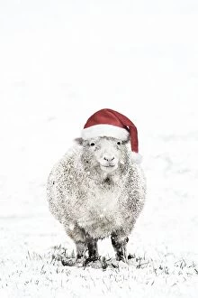 Images Dated 18th January 2013: Sheep