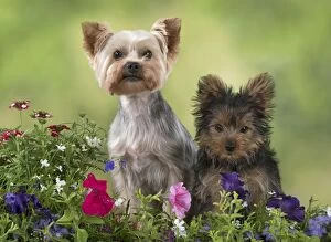 Floral Gallery: Dog