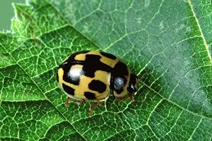 Images Dated 13th June 2007: 14-spot Ladybird