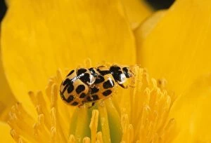 Images Dated 12th September 2012: 14-spot Ladybird - mating pair - UK also know as Propylea quatuordecimpunctata
