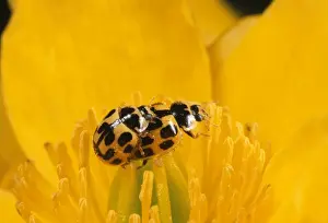 Ladybirds Prints: 14-spot Ladybird - mating pair - UK also know as Propylea quatuordecimpunctata