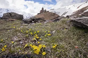 14th century Gergeti Trinity Church (Georgian Orthodox) high in the mountains above Stepantsminda, with yellow stars-of-bethlehem; in the Great Caucasus, Georgia