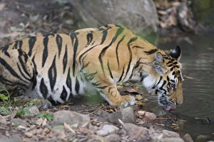 17 months old Bengal tiger cub drinking