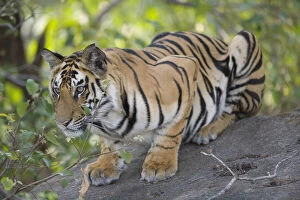 Images Dated 23rd April 2009: 17 months old Bengal tiger cub lying