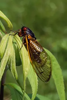 Cicada Prints: 17 Year Periodical Cicada. Hamden, CT, USA. June 1996