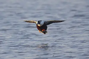In Flight Prints: 1802_0033