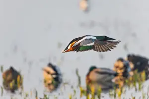 In Flight Prints: 1802_0047