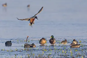 Landing Prints: 1802_0071