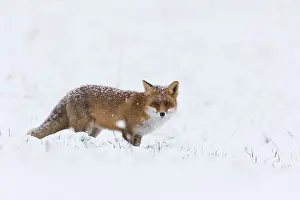 Winter Coat Prints: 180204d0006