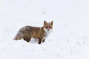 Winter Coat Prints: 180204d0008