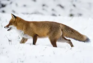 Foxes Prints: 180204d0017