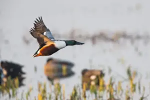 In Flight Prints: 180220d0038