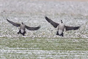 Landing Prints: 1803_0023