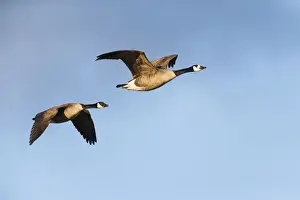 In Flight Prints: 1803_0059