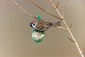Tits Prints: 180309w0007