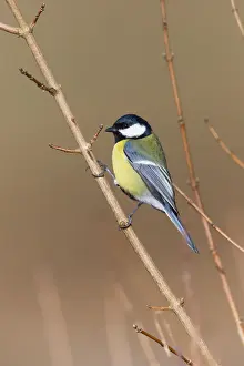 Tits Prints: 180309w0008
