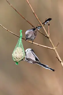Tits Prints: 180309w0010