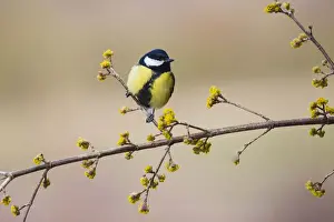 Tits Prints: 180318w0028