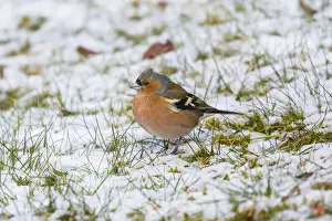 Chaffinches Prints: 180318w0034