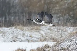In Flight Prints: 180320d0005