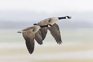 In Flight Prints: 180320d0031