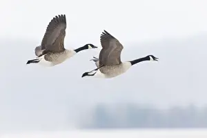 Geese Prints: 180320d0034